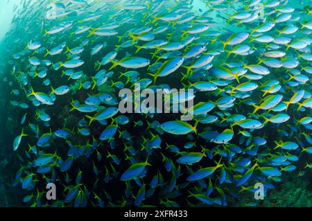 Blue and gold fusiliers (Caesio teres) schooling, Triton Bay, near Kaimana, West Papua, Indonesia Stock Photo