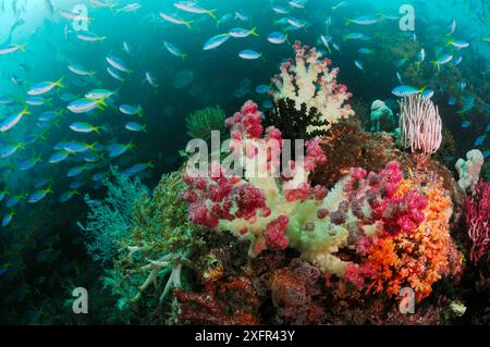 Blue and gold fusiliers (Caesio teres) in thermocline, schooling over coral reef, Triton Bay, near Kaimana, West Papua, Indonesia Stock Photo