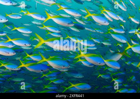 Blue and gold fusiliers (Caesio teres) schooling, Triton Bay, near Kaimana, West Papua, Indonesia Stock Photo