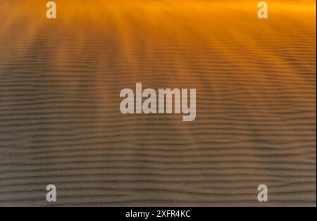 Drifting ripples in sand dunes, Rabjerg Mile, Denmark, July. Stock Photo