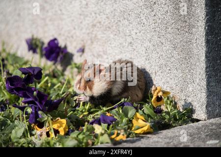 European hamster (Cricetus cricetus), adult, feeding on viola on a grave in a cemetery, Vienna, Austria. Stock Photo