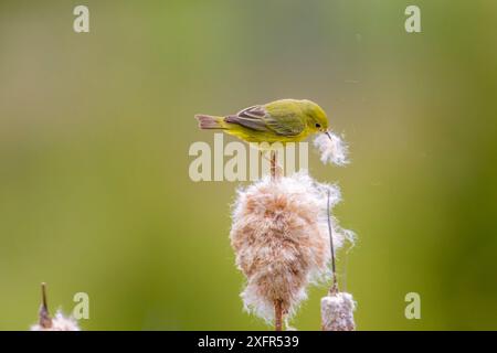 Yellow warbler (Dendroica petechia) collecting nesting material from Bulrush cattail (Typha sp) Bozeman, Montana. Stock Photo