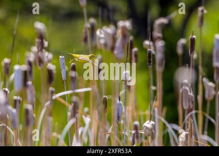 Yellow warbler (Dendroica petechia) collecting nesting material from Bulrush cattail (Typha sp) Bozeman, Montana , USA. Stock Photo