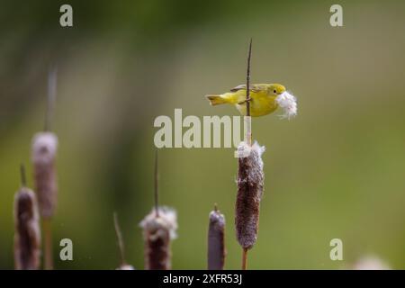 Yellow warbler (Dendroica petechia) collecting nesting material from Bulrush cattail (Typha sp) Bozeman, Montana. Stock Photo