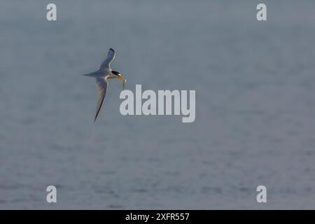 Least tern (Sternula antillarum) in flight, Cape Cod, Massachusetts, USA. August. Stock Photo