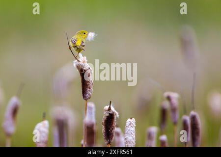 Yellow warbler (Dendroica petechia) collecting nesting material from Bulrush cattail (Typha sp) Bozeman, Montana, June. Stock Photo