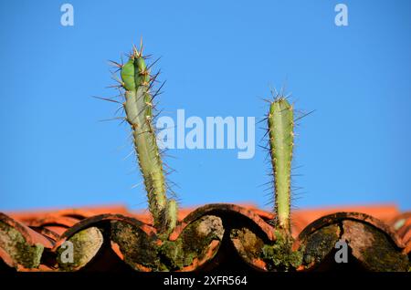 Thorny cactus plant growing on top of a tiled roof on a farm. Hanging garden Stock Photo