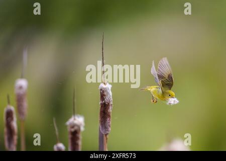 Yellow warbler (Dendroica petechia) collecting nesting material from Bulrush cattail (Typha sp) Bozeman, Montana. Stock Photo