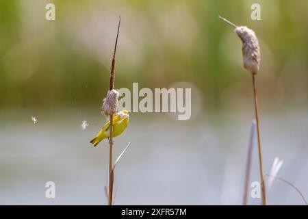 Yellow warbler (Dendroica petechia) collecting nesting material from Bulrush cattail (Typha sp) Bozeman, Montana. Stock Photo