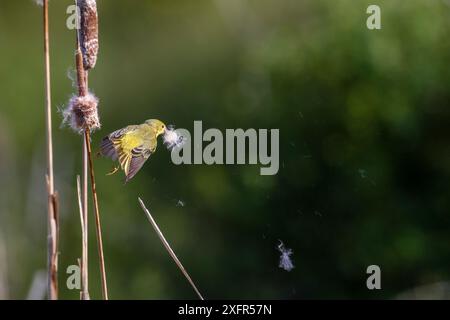 Yellow warbler (Dendroica petechia) collecting nesting material from Bulrush cattail (Typha sp) Bozeman, Montana. Stock Photo