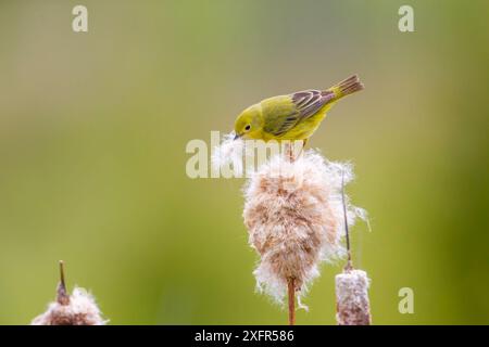 Yellow warbler (Dendroica petechia) collecting nesting material from Bulrush cattail (Typha sp) Bozeman, Montana. Stock Photo