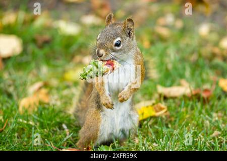 American red squirrel (Tamiasciurus hudsonicus) feeding on Douglas Fir (Pseudotsuga menziesii) cones, Montana, USA. Stock Photo