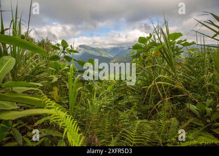 Understory in Talamancan montane forest, Braulio Carrillo National Park, Costa Rica. Stock Photo