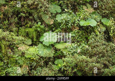 Understory in Talamancan montane forest, Braulio Carrillo National Park, Costa Rica. Stock Photo