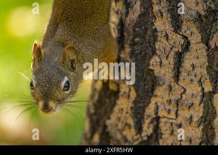 American red squirrel (Tamiasciurus hudsonicus) on Douglas Fir (Pseudotsuga menziesii) Montana, USA. October. Stock Photo