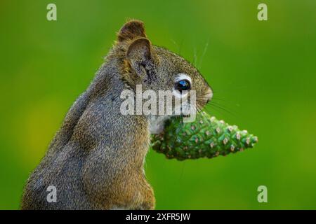 American red squirrel (Tamiasciurus hudsonicus) collecting, Douglas Fir (Pseudotsuga menziesii) cones, Montana, USA. September. Stock Photo
