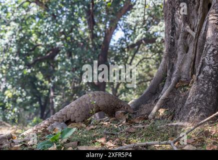 Indian Pangolin (Manis crassicaudata) foraging, Kanha National Park, Madhya Pradesh, India. Stock Photo