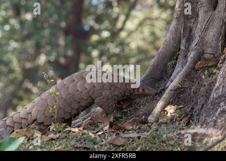 Indian Pangolin (Manis crassicaudata) foraging, Kanha National Park, Madhya Pradesh, India. Stock Photo