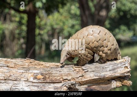 Indian pangolin (Manis crassicaudata) foraging for food, probably termites, Kanha National Park, India. Stock Photo