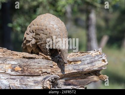 Indian pangolin (Manis crassicaudata) foraging for food, probably termites, Kanha National Park, Madhya Pradesh, India. Stock Photo