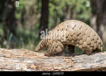 Indian pangolin (Manis crassicaudata) foraging for food, probably termites, Kanha National Park, Madhya Pradesh, India. Stock Photo