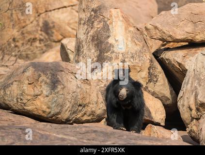 Sloth bear (Melursus ursinus) cub riding on mothers back, Daroiji Bear Sanctuary, Karnataka, India. Stock Photo