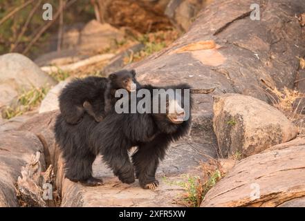 Sloth bear (Melursus ursinus) mother with cub riding on her back, Daroiji Bear Sanctuary, Karnataka, India. Stock Photo