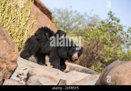 Sloth bear (Melursus ursinus) cub riding on mothers back, Daroiji Bear Sanctuary, Karnataka, India. Stock Photo