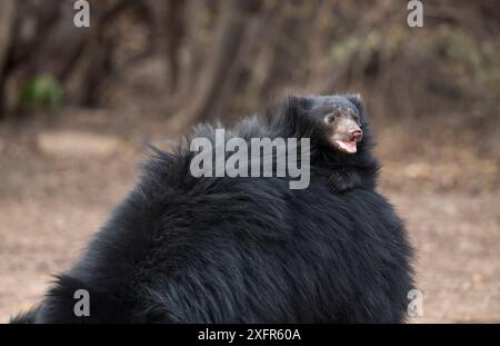 Sloth bear (Melursus ursinus) mother with cub riding on back, Daroiji Bear Sanctuary, Karnataka, India. Stock Photo