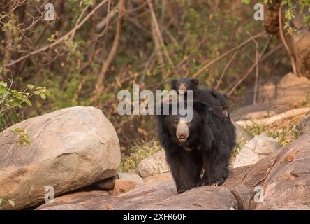 Sloth bear (Melursus ursinus) mother with cub riding on her back, Daroiji Bear Sanctuary, Karnataka, India. Stock Photo