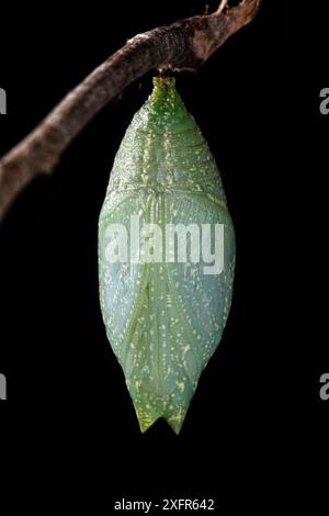 Process of metamorphosis of the One-spotted prepona butterfly ...