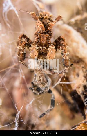 Dandy jumping spider (Portia schultzi) eating a spider (Stegodyphus ...