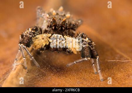 Dandy jumping spider (Portia schultzi) eating a spider (Stegodyphus ...