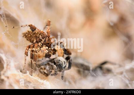 Dandy jumping spider (Portia schultzi) eating a spider (Stegodyphus ...