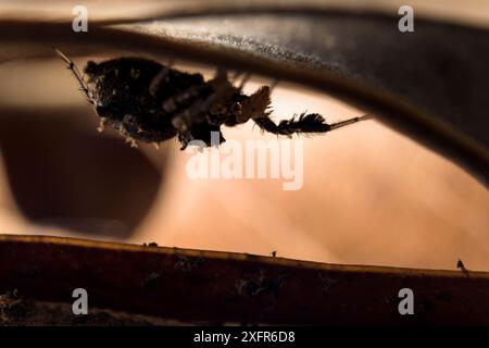 Dandy jumping spider (Portia schultzi) eating a spider (Stegodyphus ...