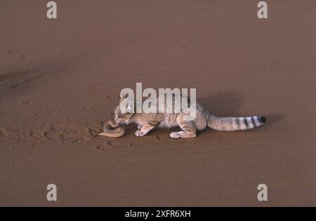 Sand cat (Felis margarita) eating a Common viper (Cerastes vipera) Tenere, Sahara, Niger Stock Photo