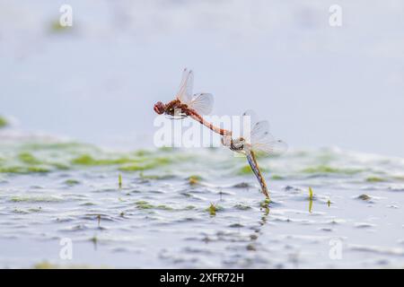 Variegated meadowhawk dragonfly  (Sympetrum corruptum) pair flying to lay eggs whilst mating, Madison River, Montana, USA, June. Stock Photo