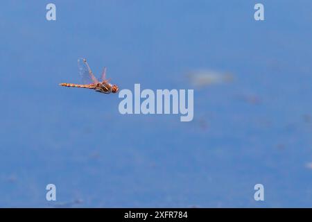 Variegated meadowhawk dragonfly (Sympetrum corruptum) male flying over Madison River. Montana, USA, June. Stock Photo