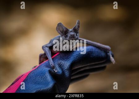 Mexican free-tailed bat (Tadarida brasiliensis) on a glove.  Bracken Cave Preserve, San Antonio, Texas, USA, July. Stock Photo