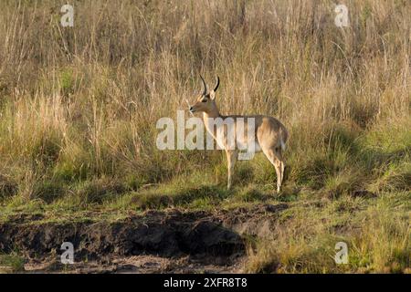 Mountain Reedbuck ram (Redunca fulvorufula) Welgevonden Nature Reserve, South Africa. Stock Photo