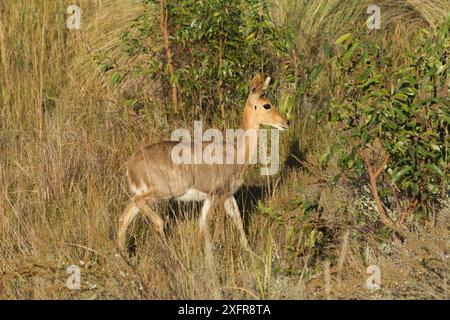 Mountain reedbuck (Redunca fulvorufula) female, Welgevonden Nature Reserve, South Africa. Stock Photo