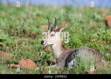 Mountain reedbuck (Redunca fulvorufula) resting, Itala Game Reserve,  KwaZulu-Natal Province, South Africa. Stock Photo