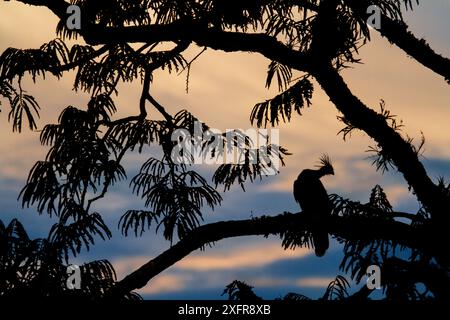 Hoatzin (Opisthocomus hoazin) perched in tree, silhouetted at dusk, Cuyabeno, Sucumbios, Ecuador. Stock Photo