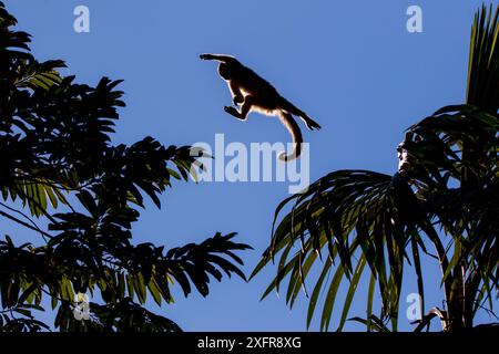White-fronted capuchin (Cebus albifrons) leaping between trees, Yasuni National Park, Orellana, Ecuador. Stock Photo