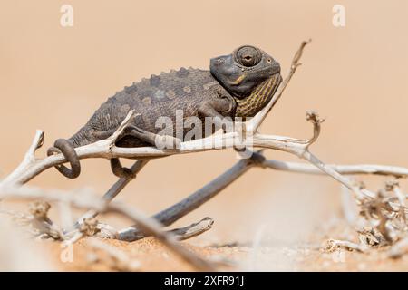 Namaqua / Desert chameleon (Chamaeleo namaquensis) on twig, Swakopmund, Erongo, Namibia. Stock Photo