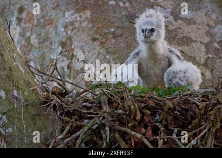 Harpy eagle (Harpia harpyja) chick in nest, Tambopata, Madre de Dios, Peru. Stock Photo