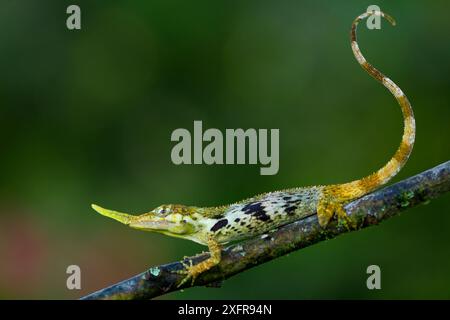 Pinocchio lizard (Anolis proboscis) male, silhouetted on underside of ...