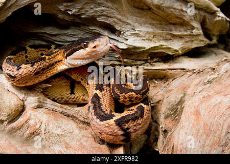 Black-headed bushmaster (Lachesis melanocephala) with tongue extended, Siquirres, Limon, Costa Rica. Stock Photo