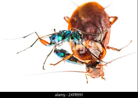 Jewel wasp (Ampulex compressa) stinging Cockroach prey (Periplaneta americana) with venom which will make the cockroach sluggish before leading it to nest to as host for its larvae. Captive. Stock Photo