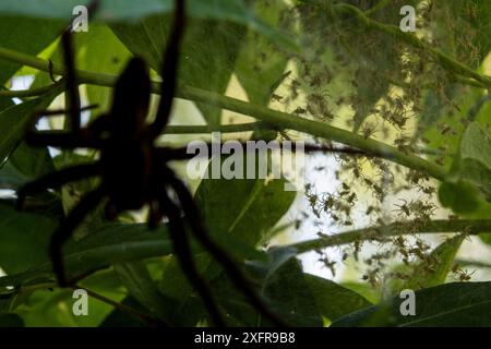 Fen raft spider (Dolomedes plantarius) female protecting her spiderlings in her nursery web, Italy. Stock Photo